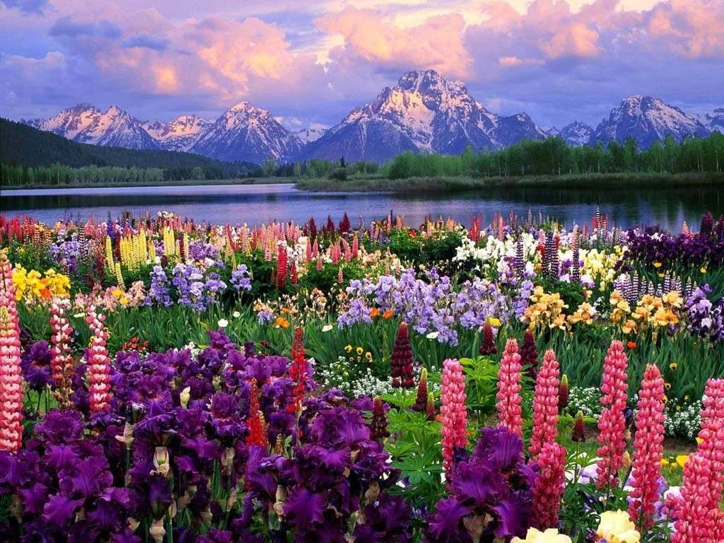 field-of-flowers-02.webp
