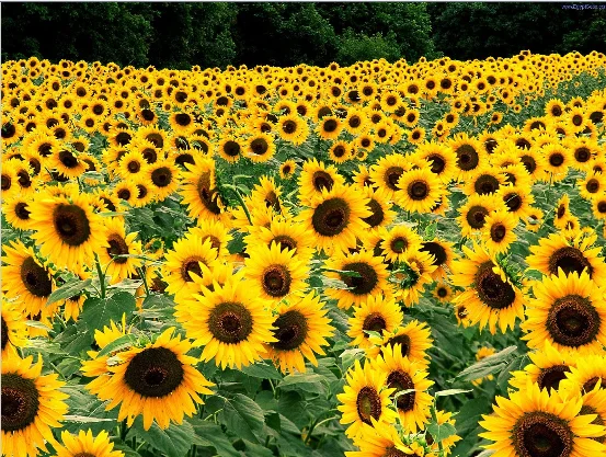 field of sunflowers.webp