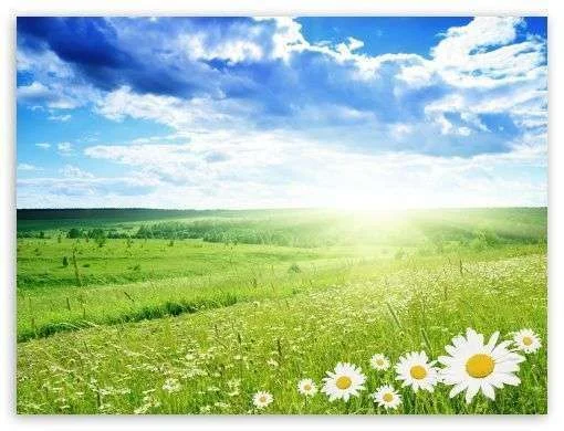 field_of_flowers-t2.webp