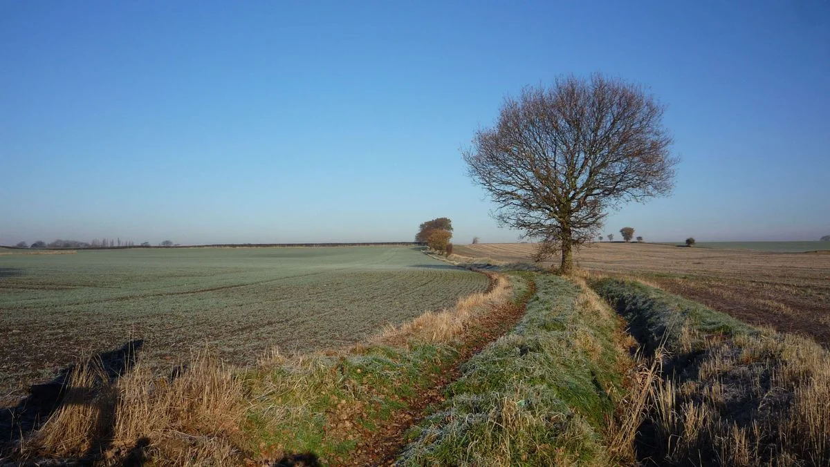 Fields 3.webp