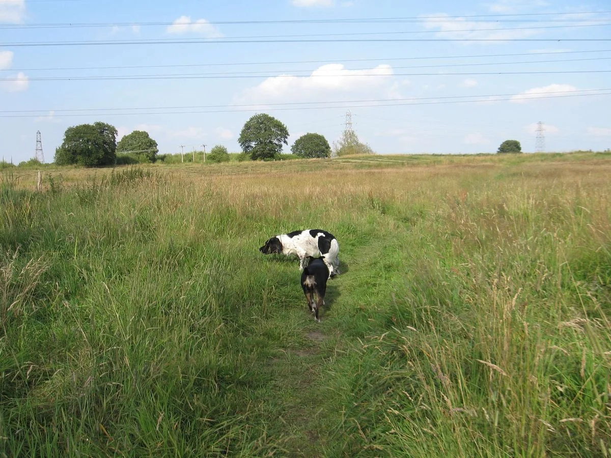 Fields.webp
