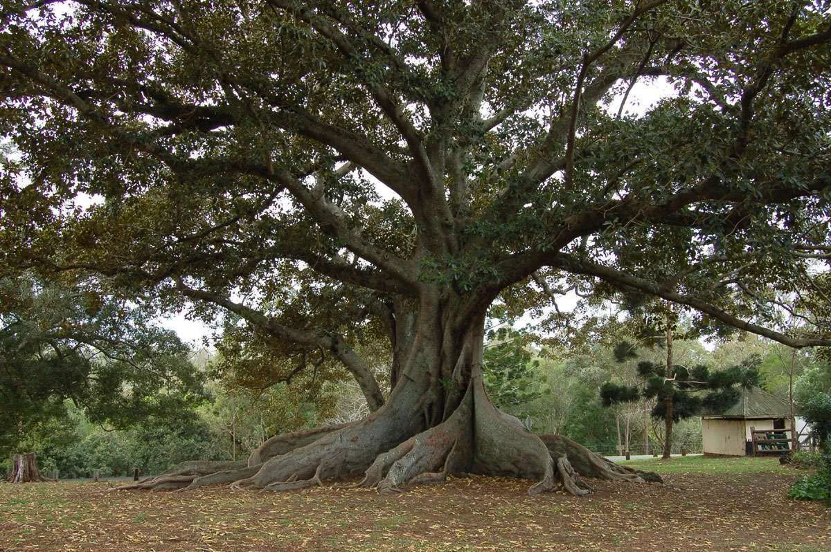 fig-tree-8.webp