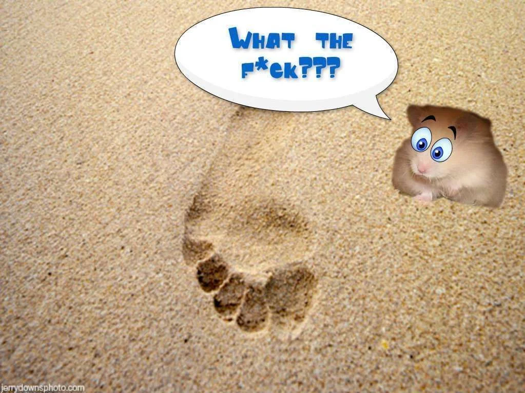 Finn WTF footprint.webp