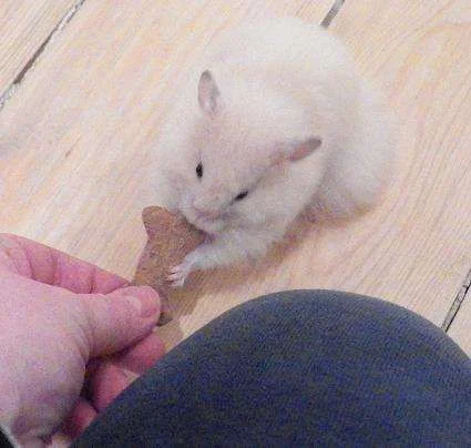 Finney with Bone.webp