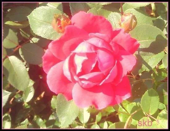 Fire Rosie.webp