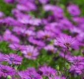 flower-28-t.webp