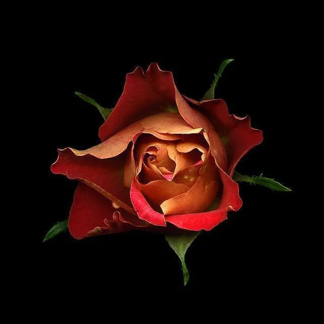 Flower-Blooms-01.webp