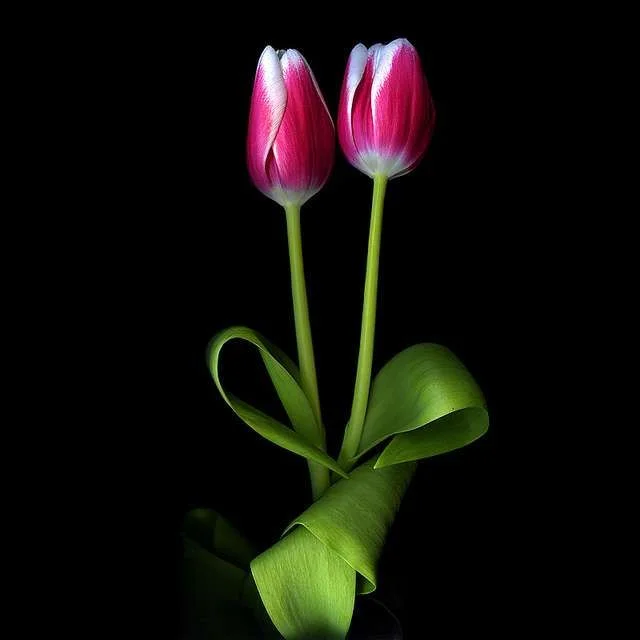 Flower-Blooms-03.webp