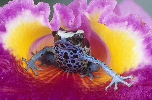 flower blue frog.webp