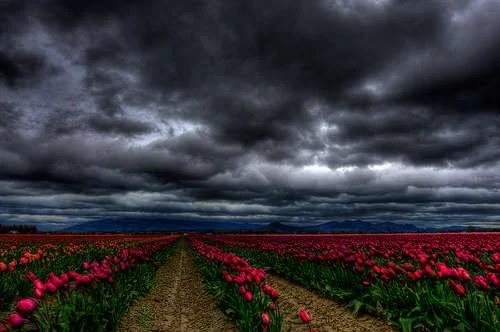 flower field.webp