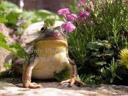 Flower garden Frog.webp