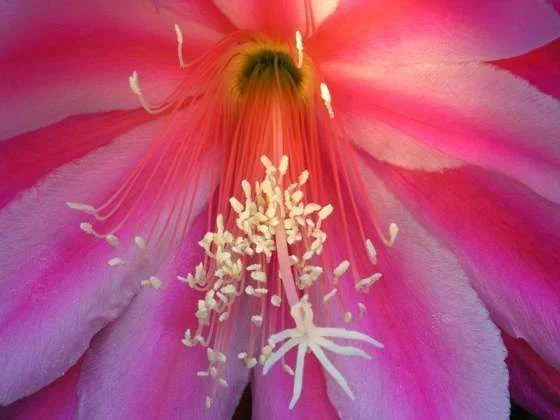 flower_photography.webp