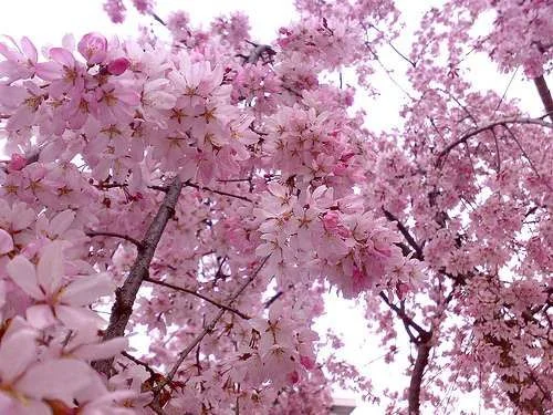 Flowers-30.webp