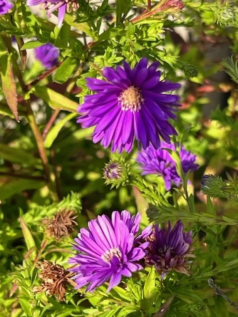 flowers Big Bone.webp