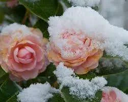 Flowers in snow pink.webp