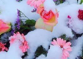 Flowers in snow.webp