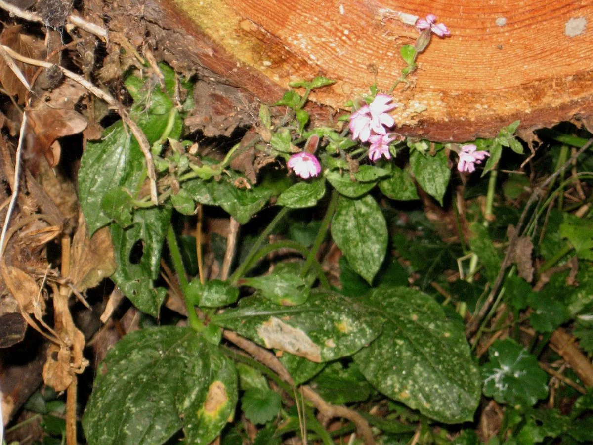 Flowers on rotten trunk.webp