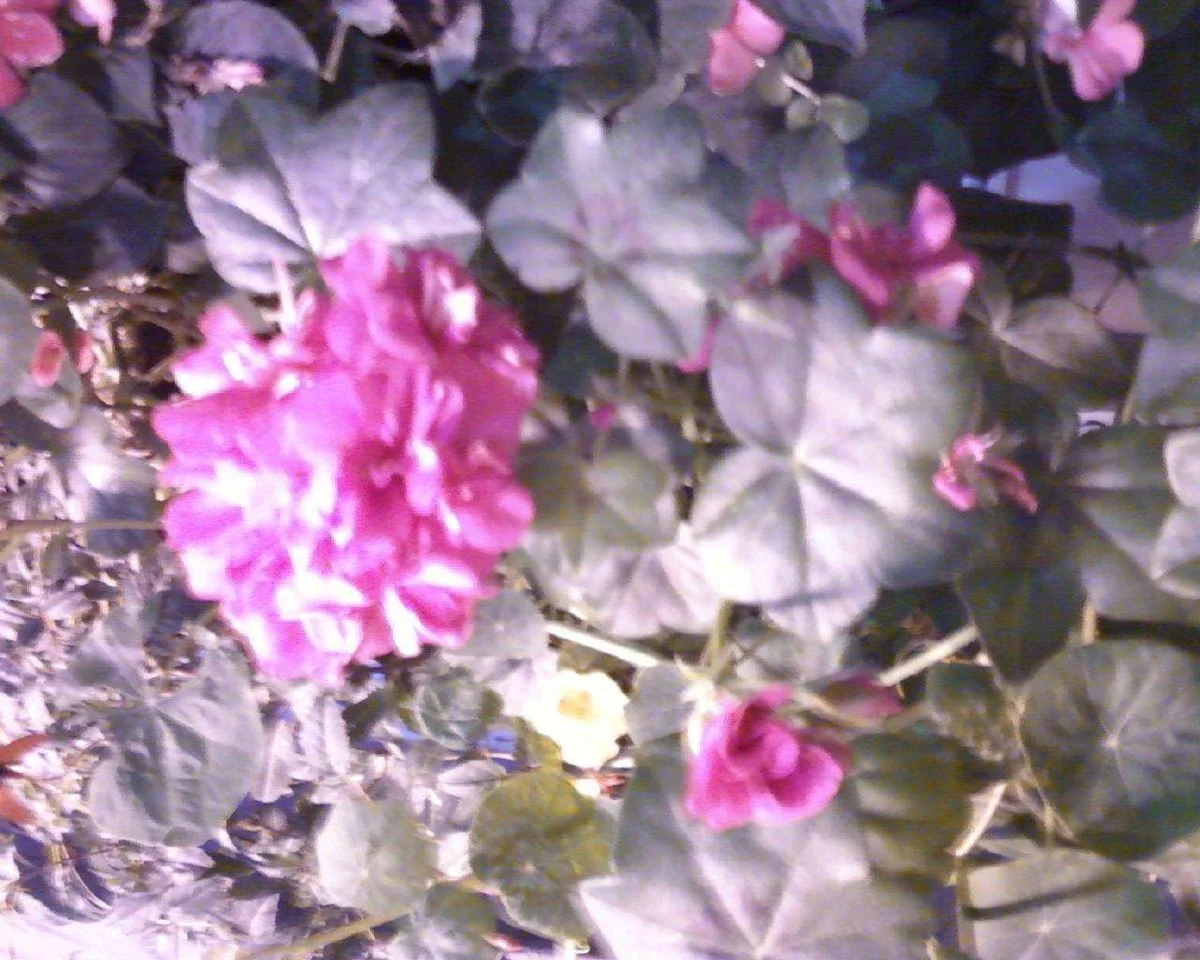 Flowers polynesian.webp
