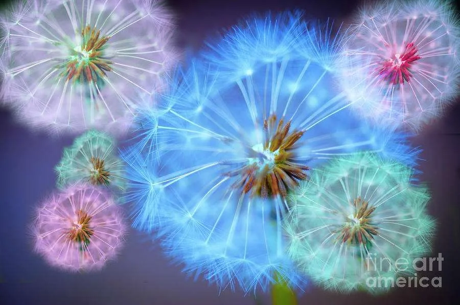 flowers.webp