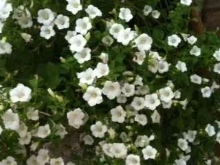 flowers.webp