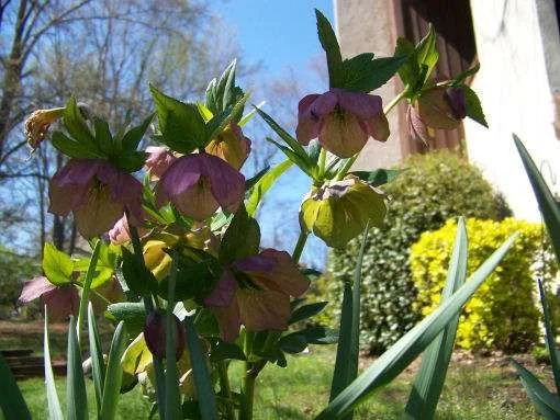 flowers1.webp