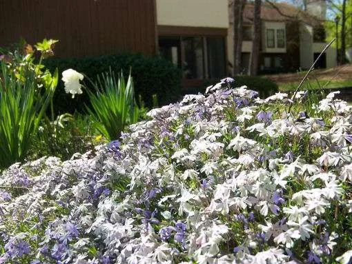 flowers2.webp