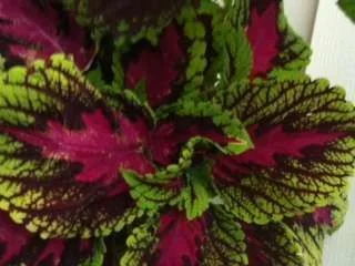 Flowers2.webp