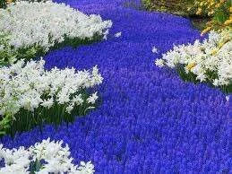 flowers4.webp