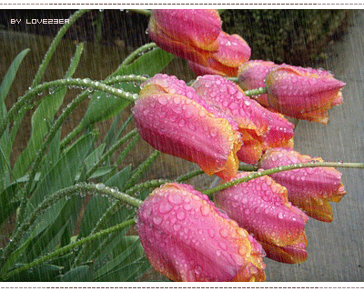 flowers_in_rain_04.gif