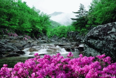flowers_in_rain_05.gif