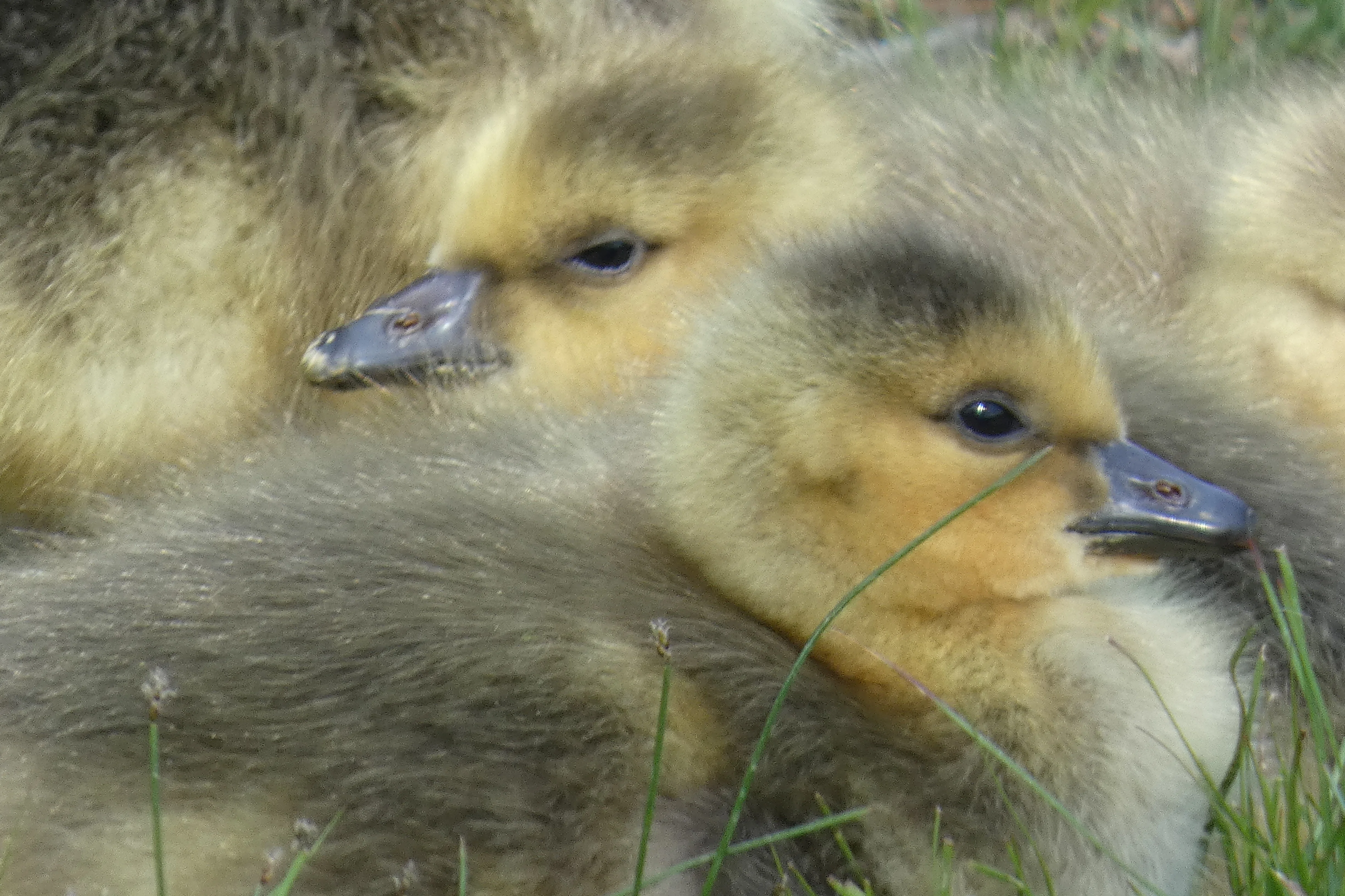 fluffy babies.webp