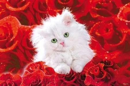 fluffy.webp