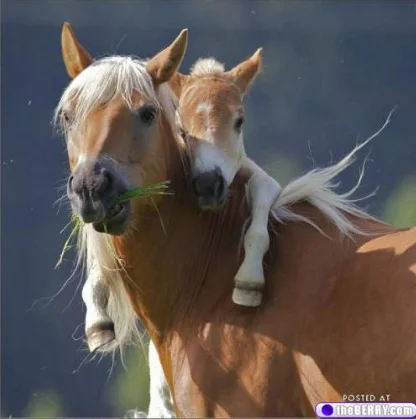 foal hugging mother horse.webp