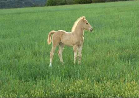 foal.webp