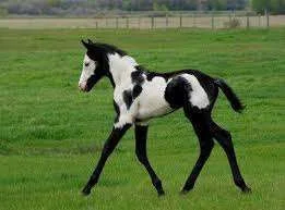 foal.webp