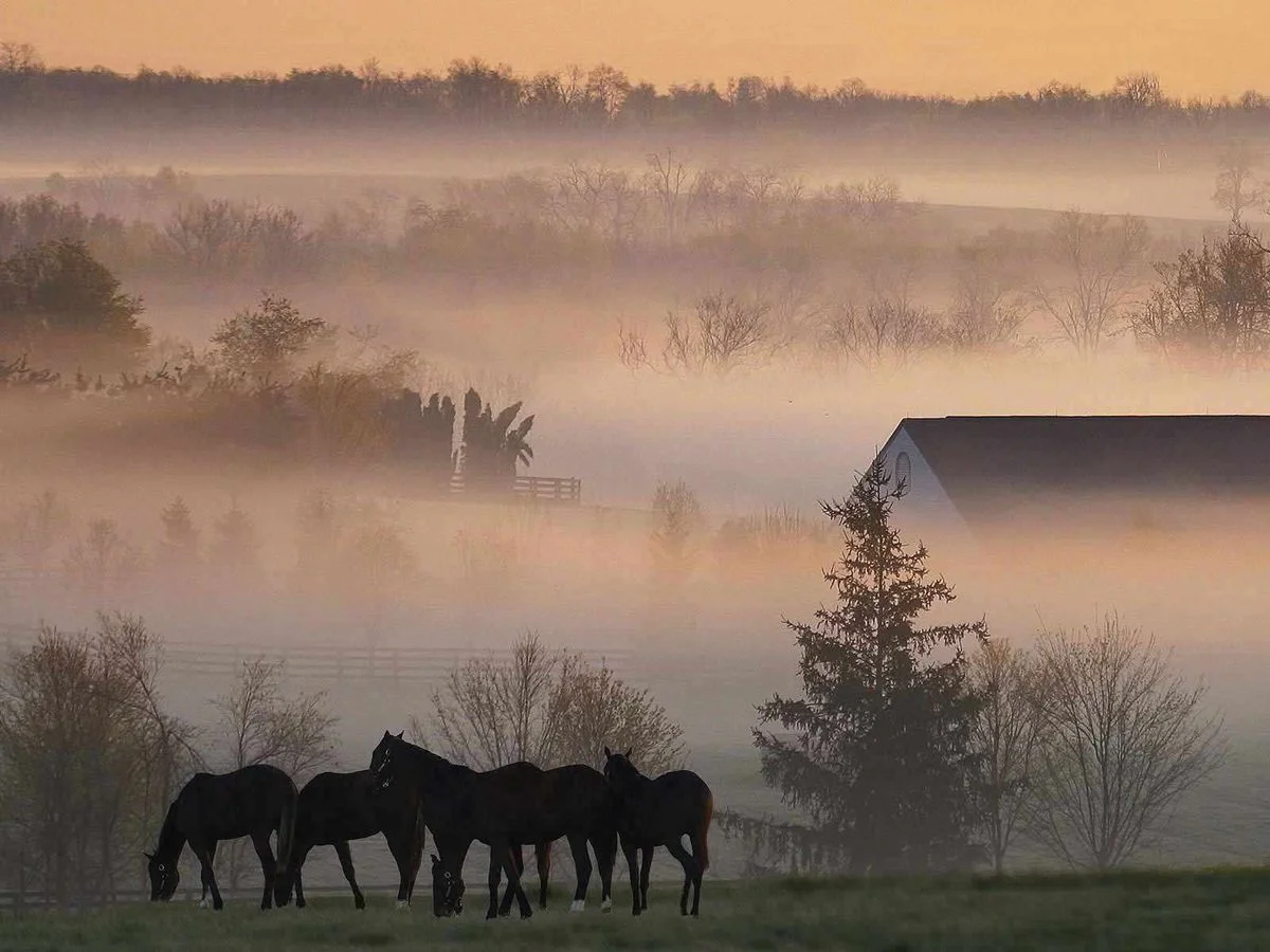 Foggy_Horse_Farm.webp