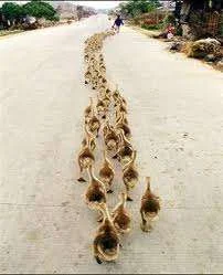 Follow that duck.webp