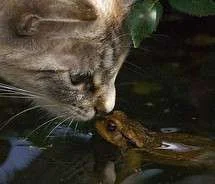 For Froggie.webp