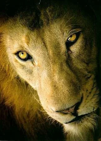 for lionheart.webp