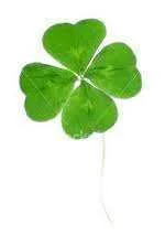 four leafed clover.webp