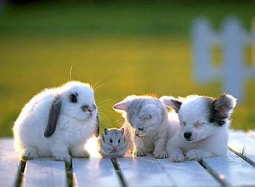fourCuties.webp