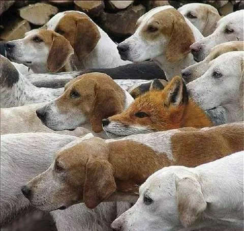 Fox Hunt.webp