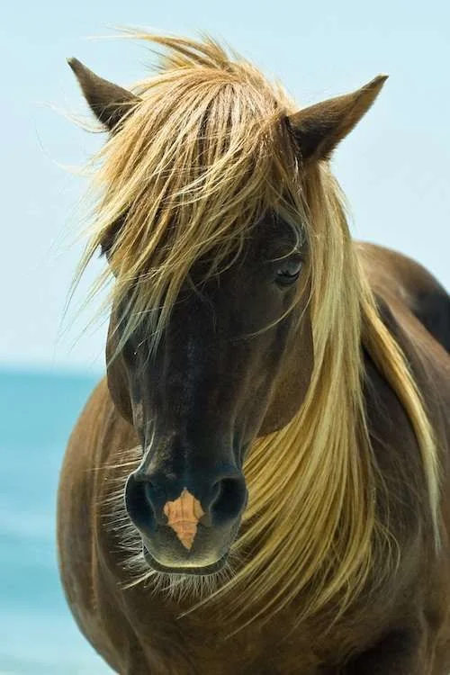 freehorse.webp