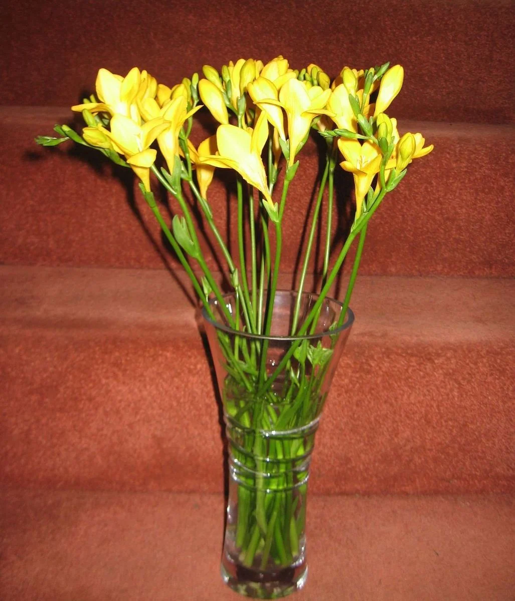 Freesias 1.webp