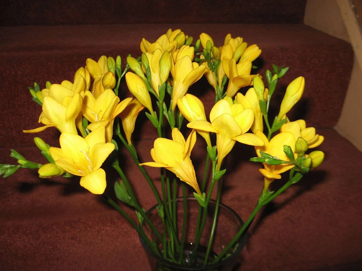 Freesias 2.webp