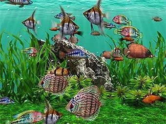 freshwater_aquarium__screensaver.webp
