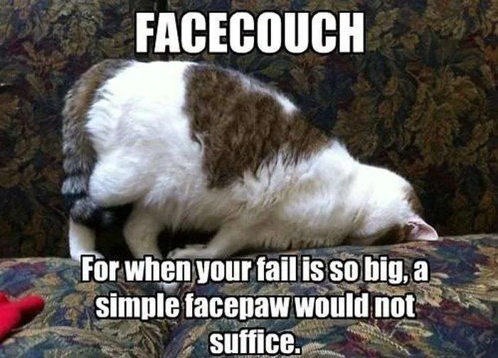 Friday-Sunday-Cat-Meme-28.webp