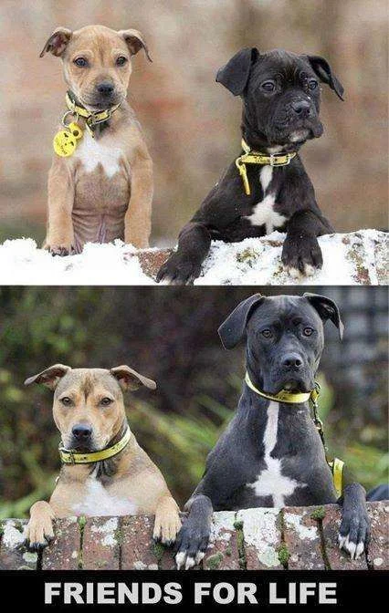 friendsforlife.webp