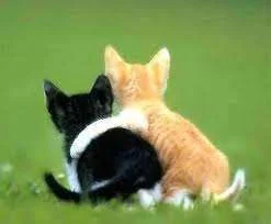 friendship kitties.webp
