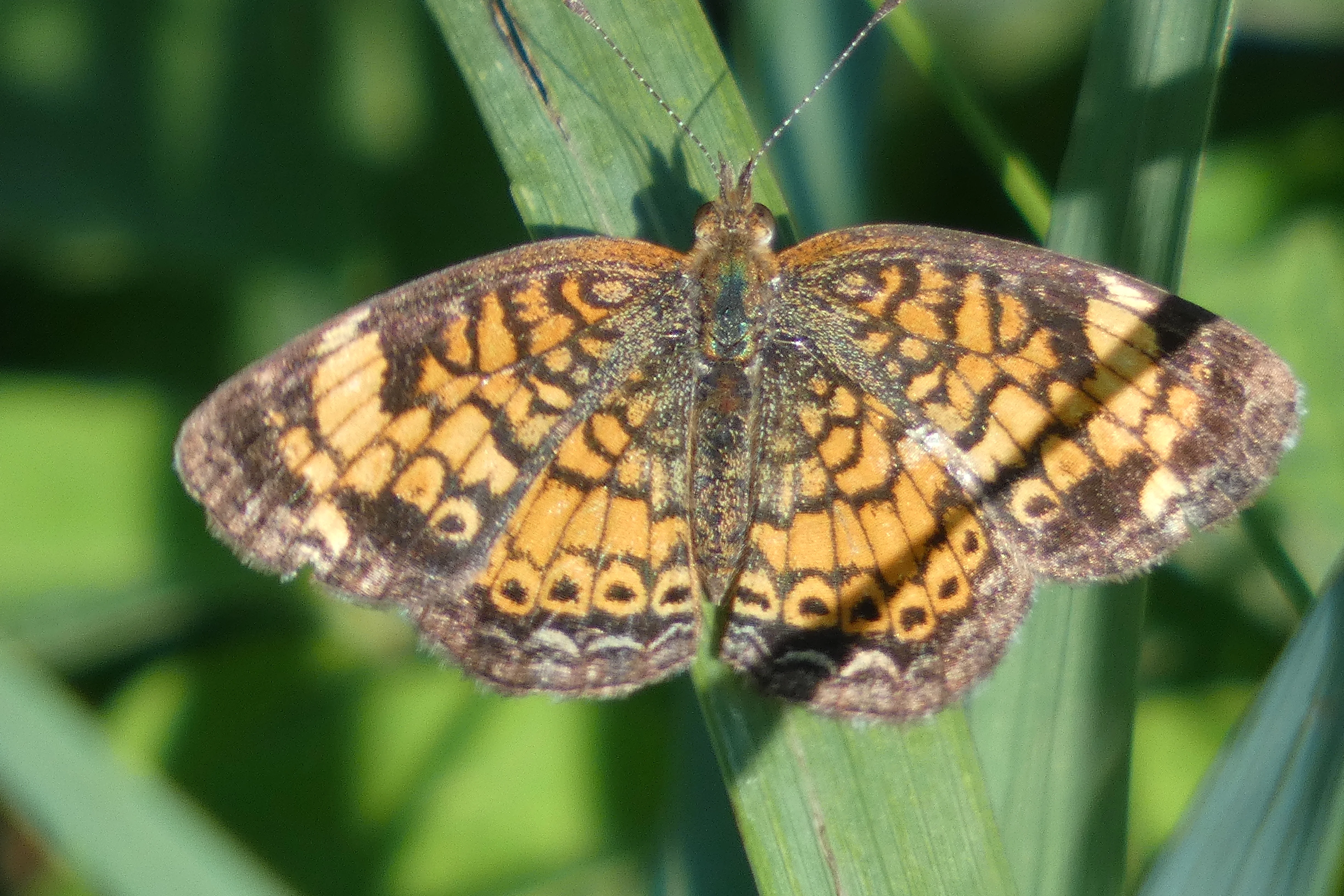 Fritillary Butterfly.webp